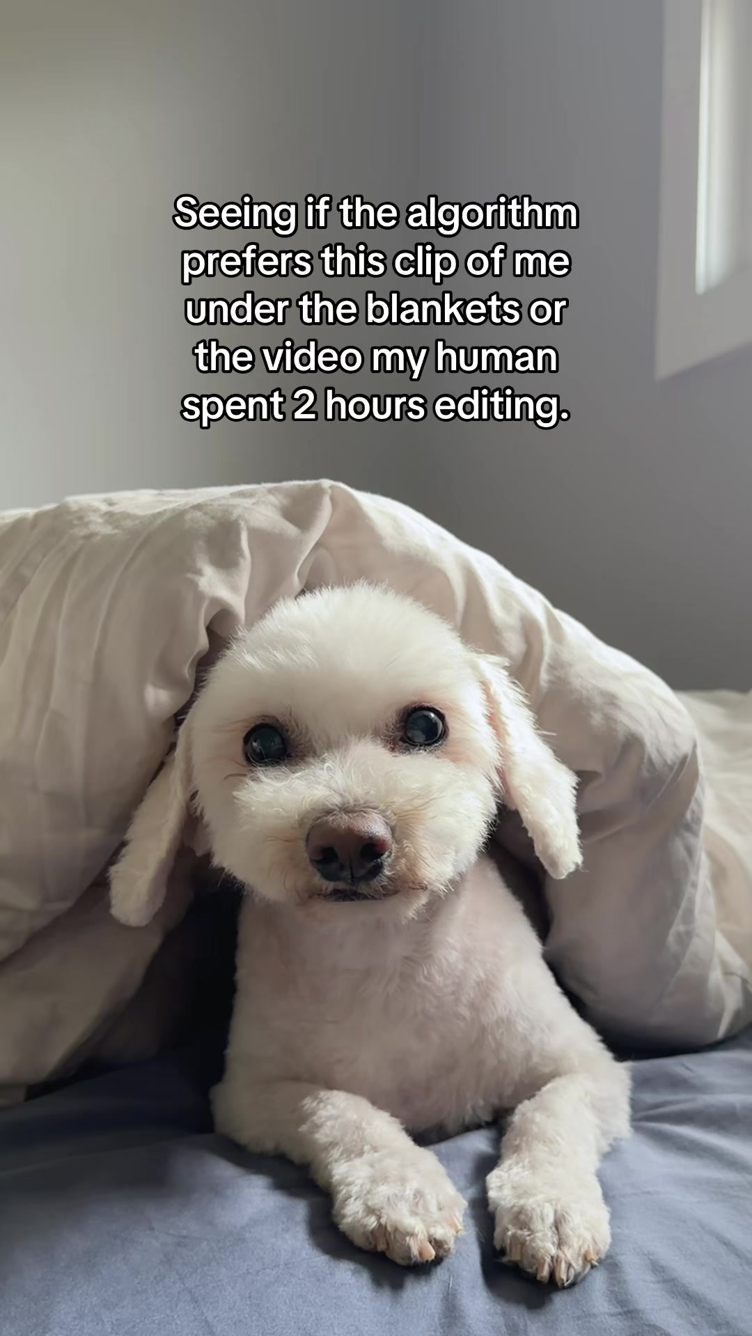 @Spicy The Dog