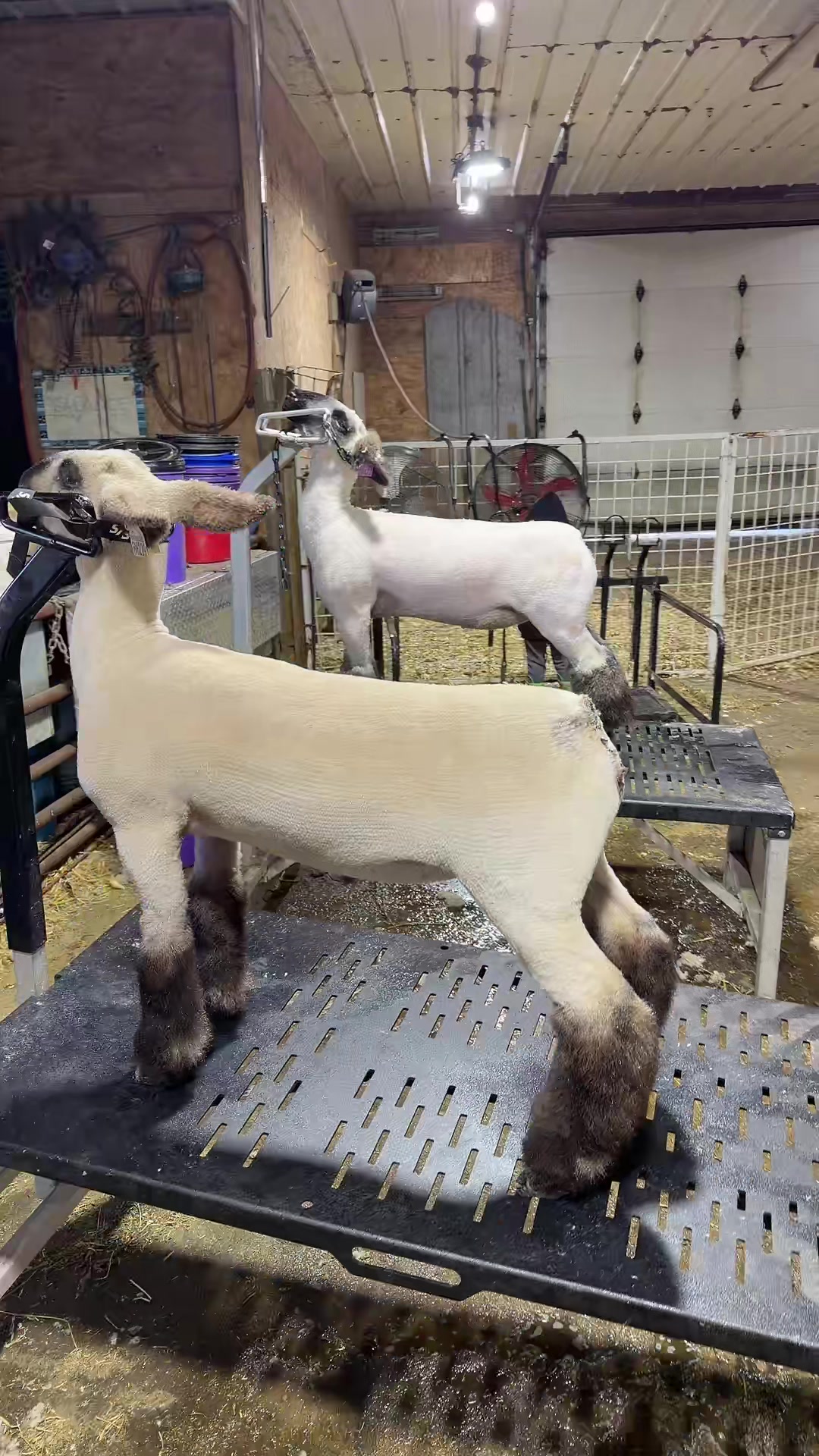 @ET Livestock
