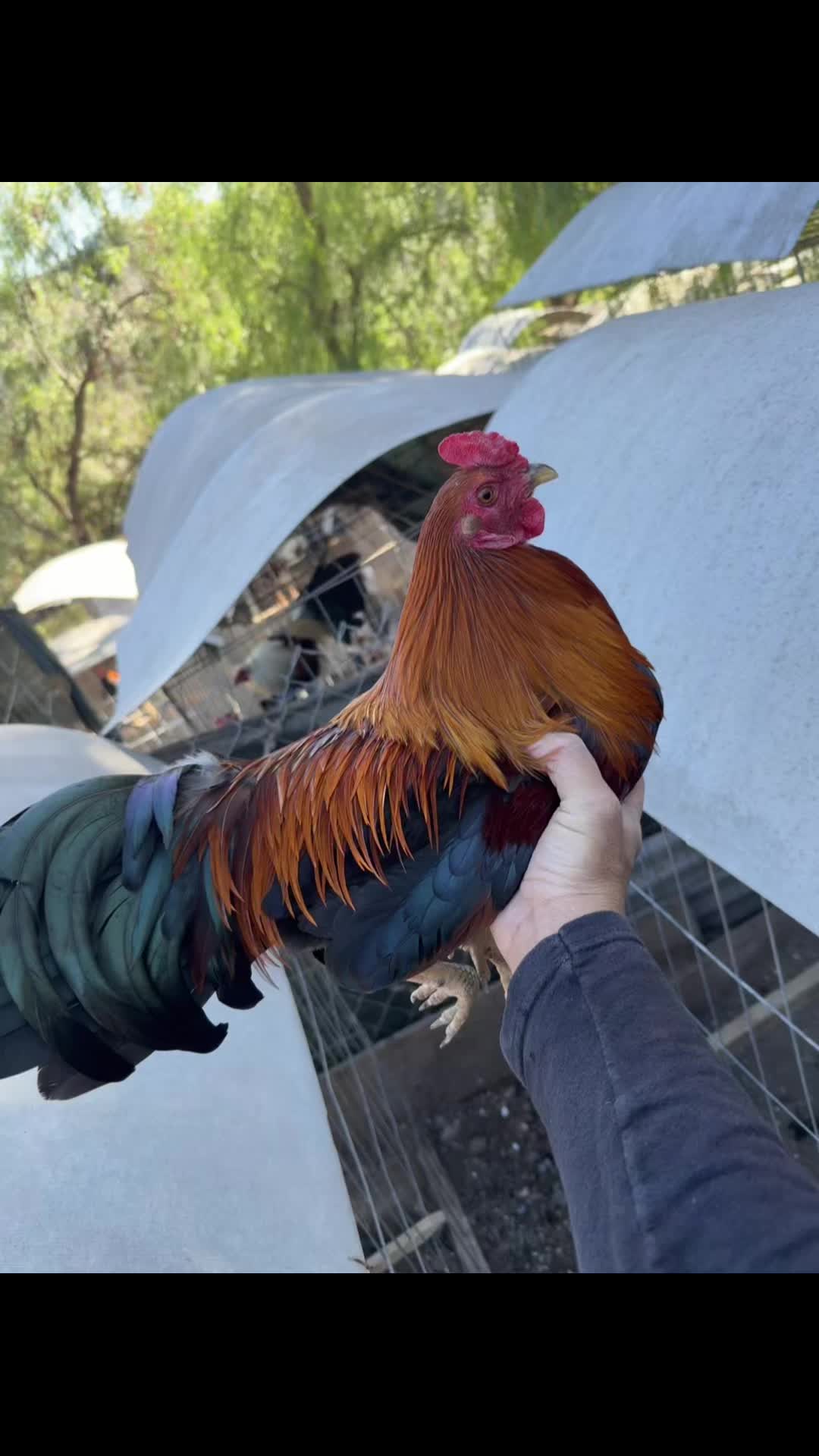 @los cal&eacute;ntanos game farm