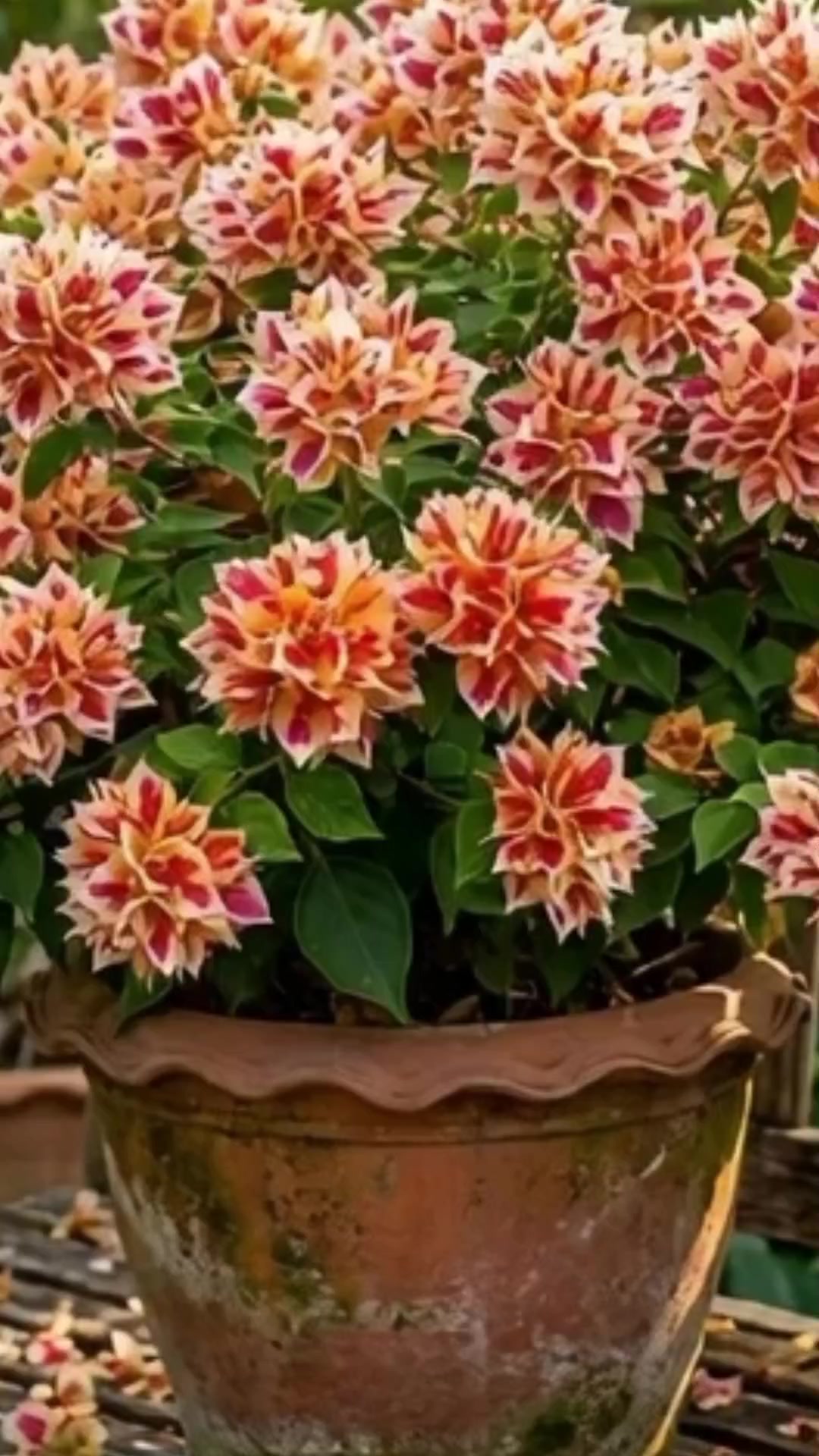 @NUNUNG INSANI