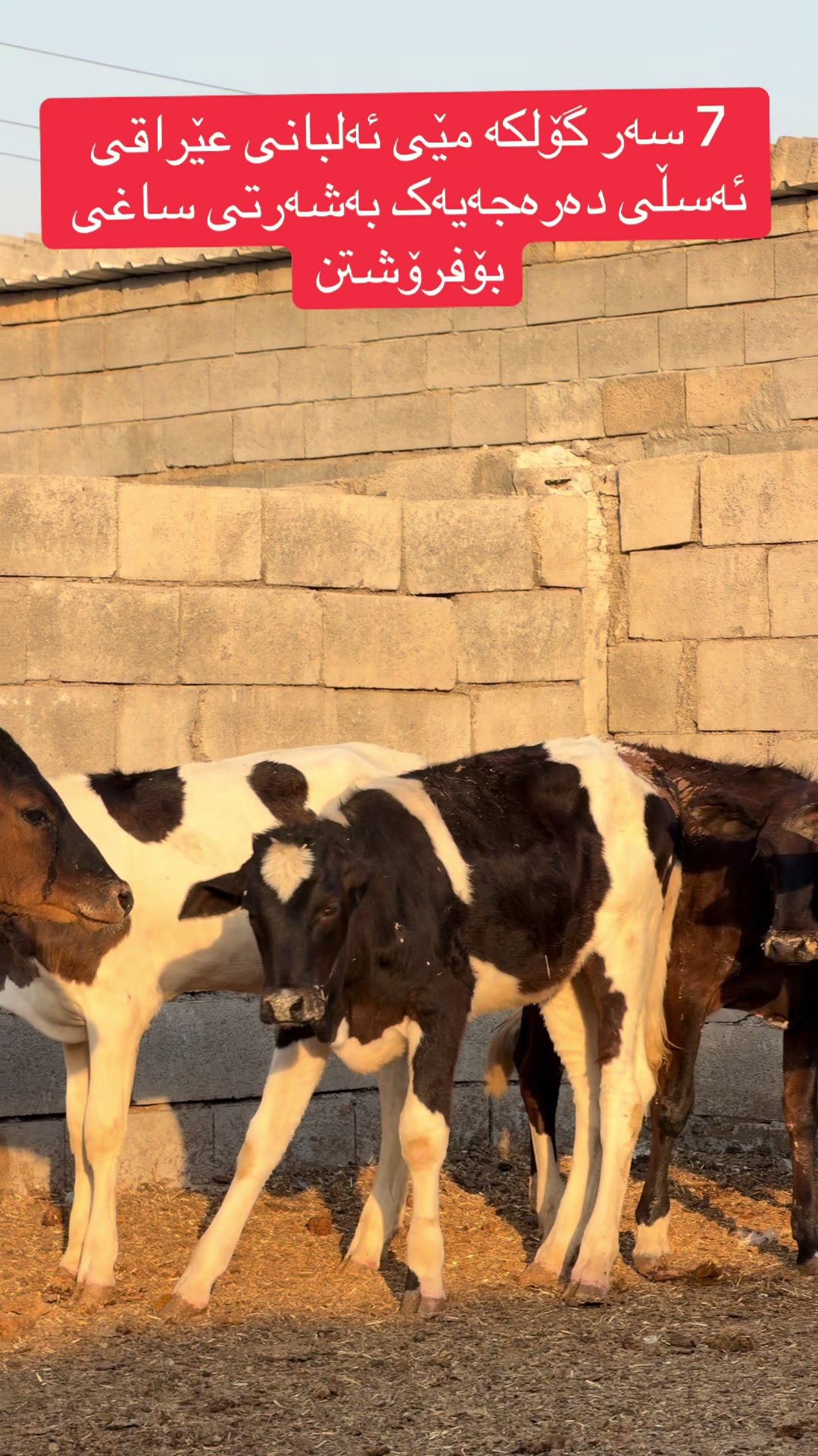 @مەیدانی ئاژەڵانی محمد 🐄🐂
