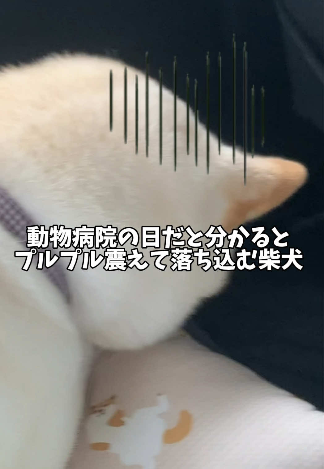 @白柴犬はる🌸