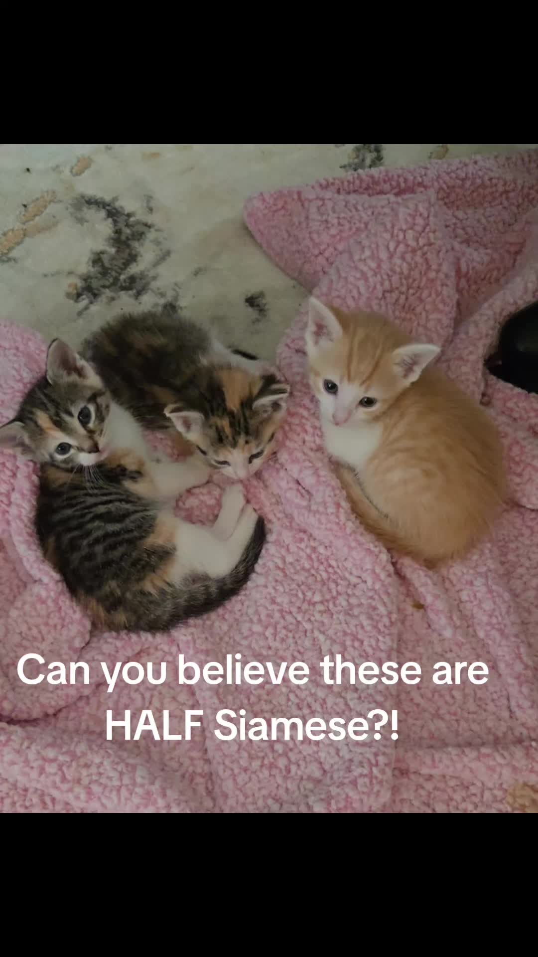 @Brittany Beauties Kittens