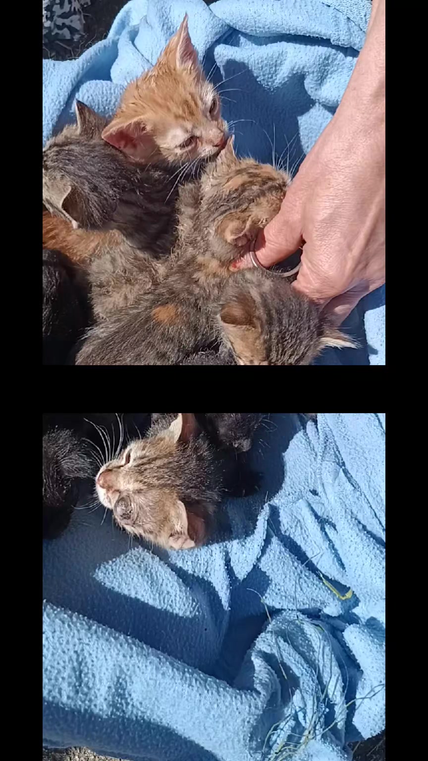 @cats&dogs)