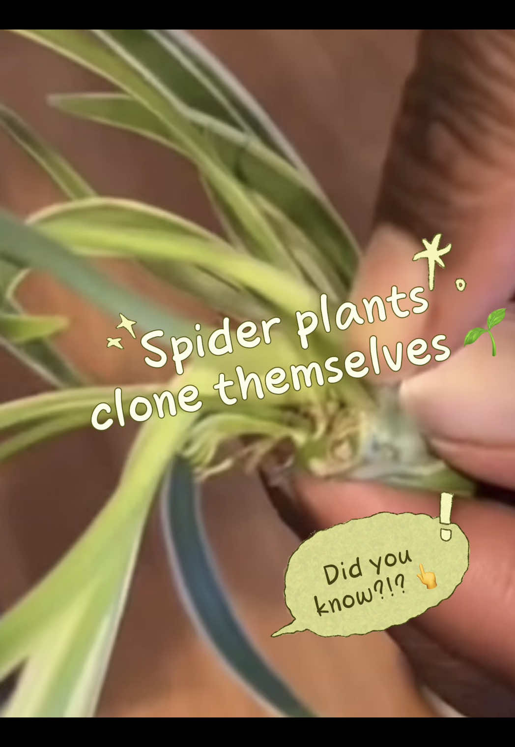 @plant_trappin_apothecary