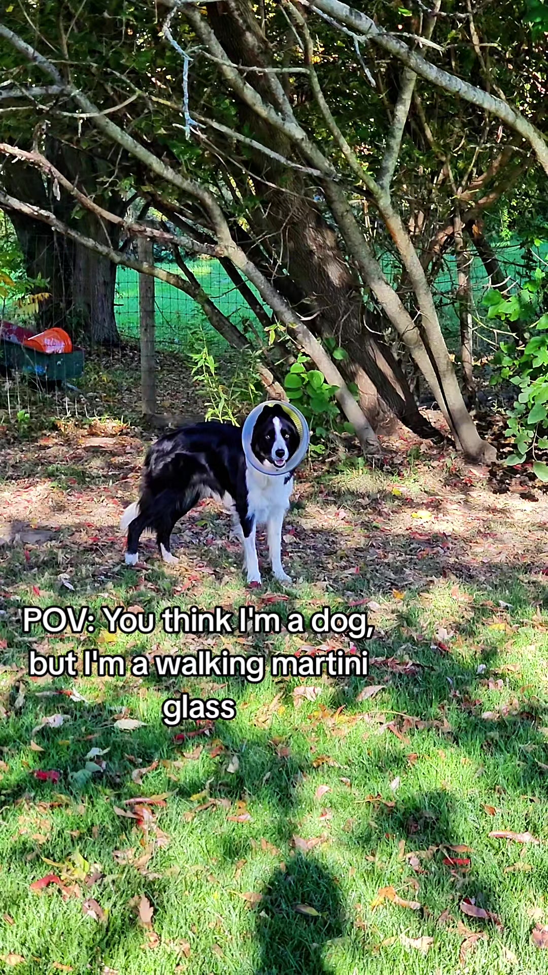 @Zedthebordercollie🇨🇦