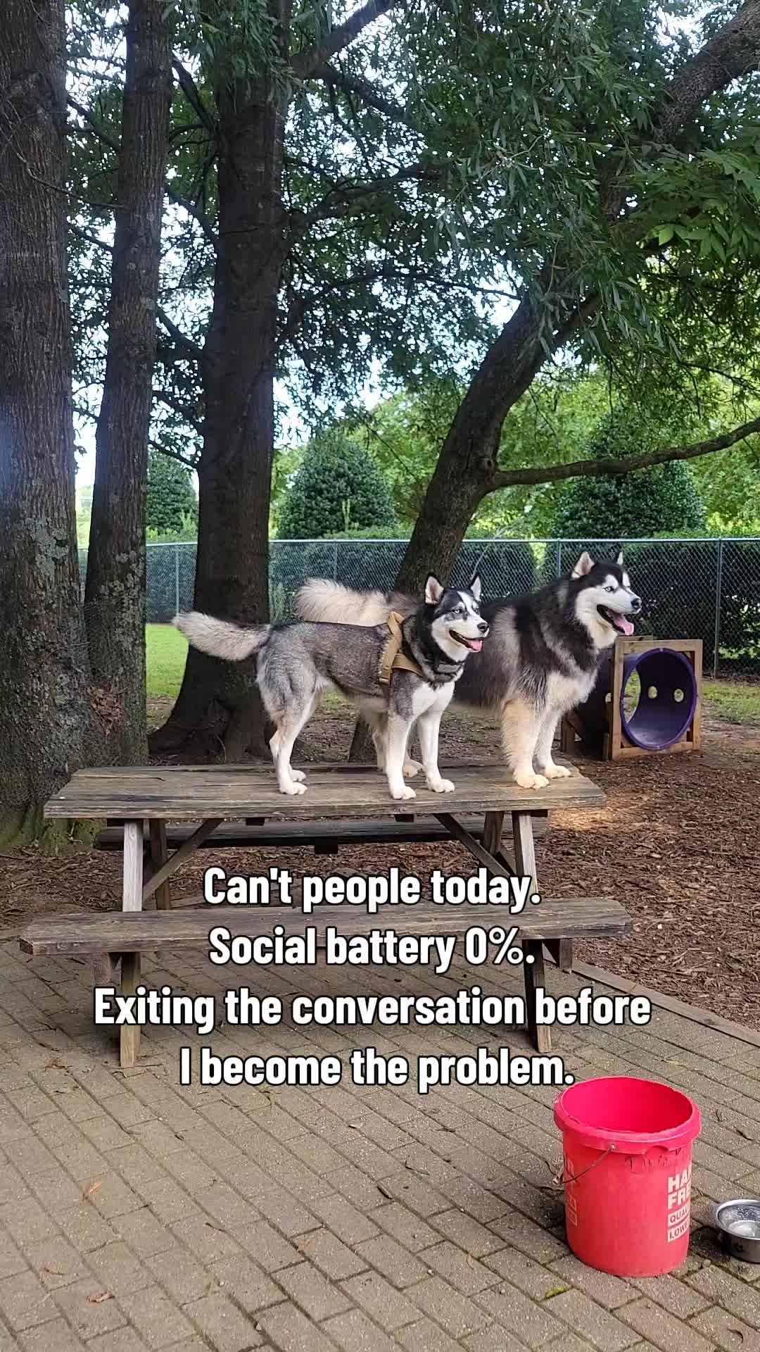 @the Hussey Husky