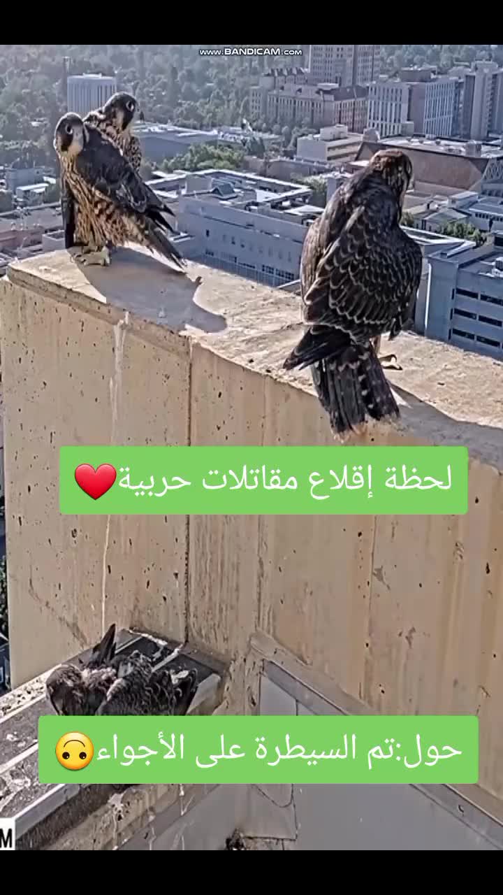 @الشاهين البحري🇲🇦