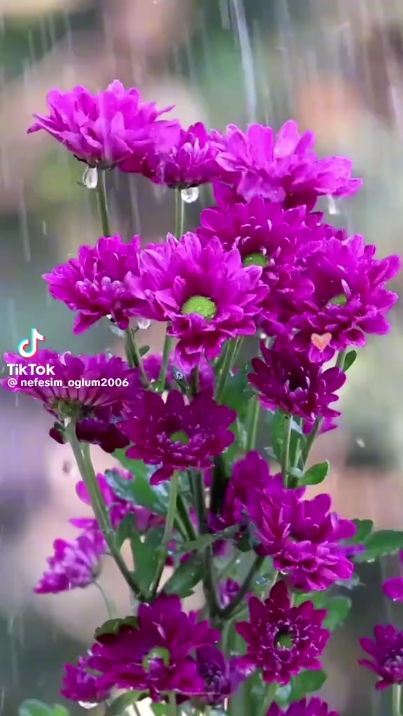 @sevgim sonsuz