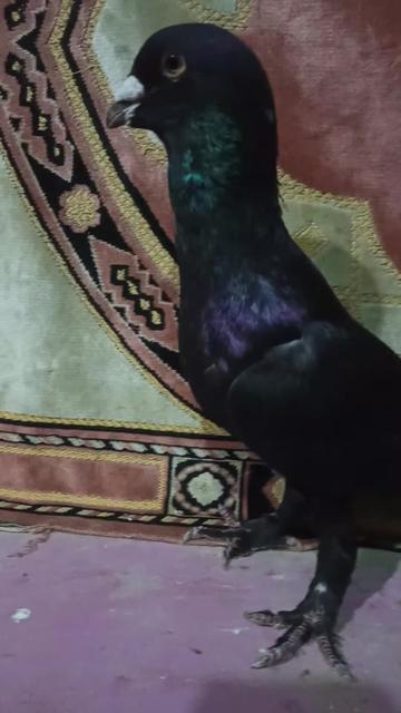 @أمين سلات
