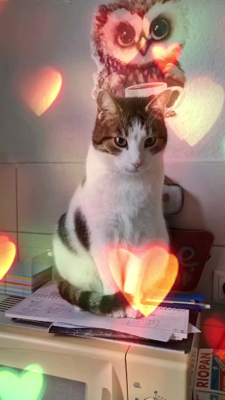 @🦋😼 Dana 😼🦋