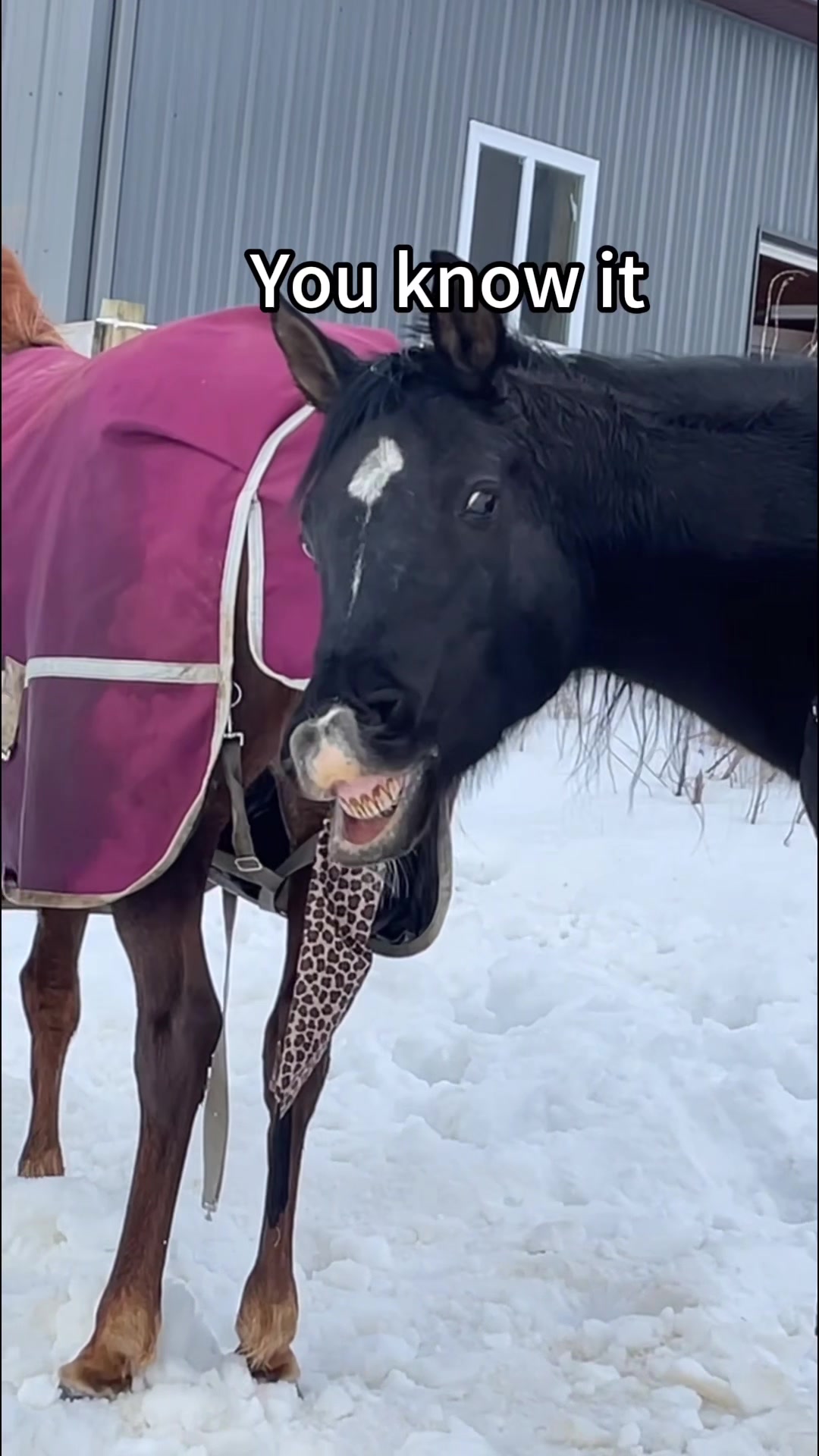 @Pet_lover