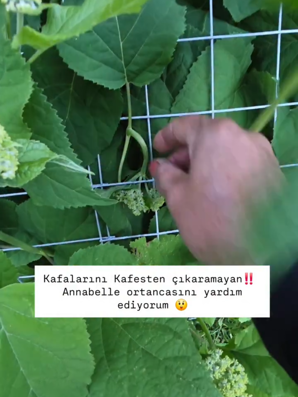 @meralworld