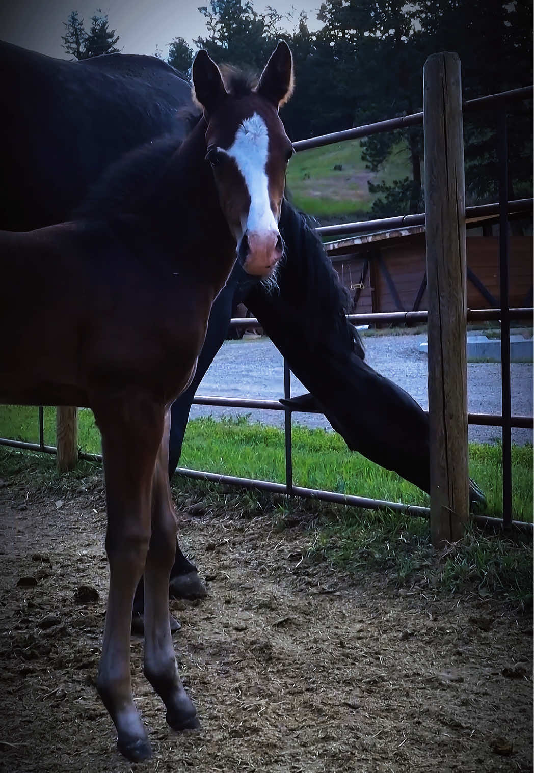 @Diamond W Barrel Horses 🇨🇦