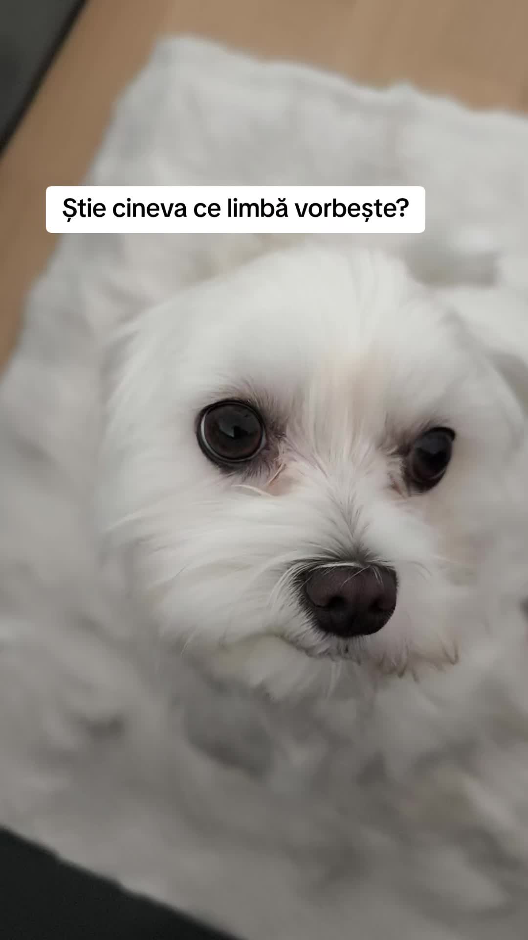 @🐾 BUBI 🐾