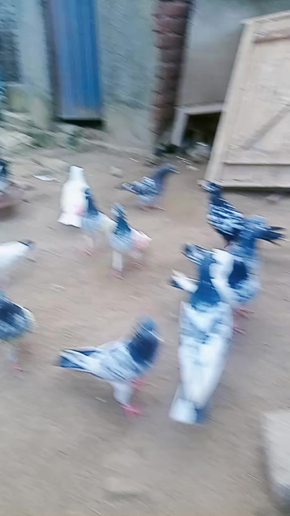@I love Pakistan love tik tok