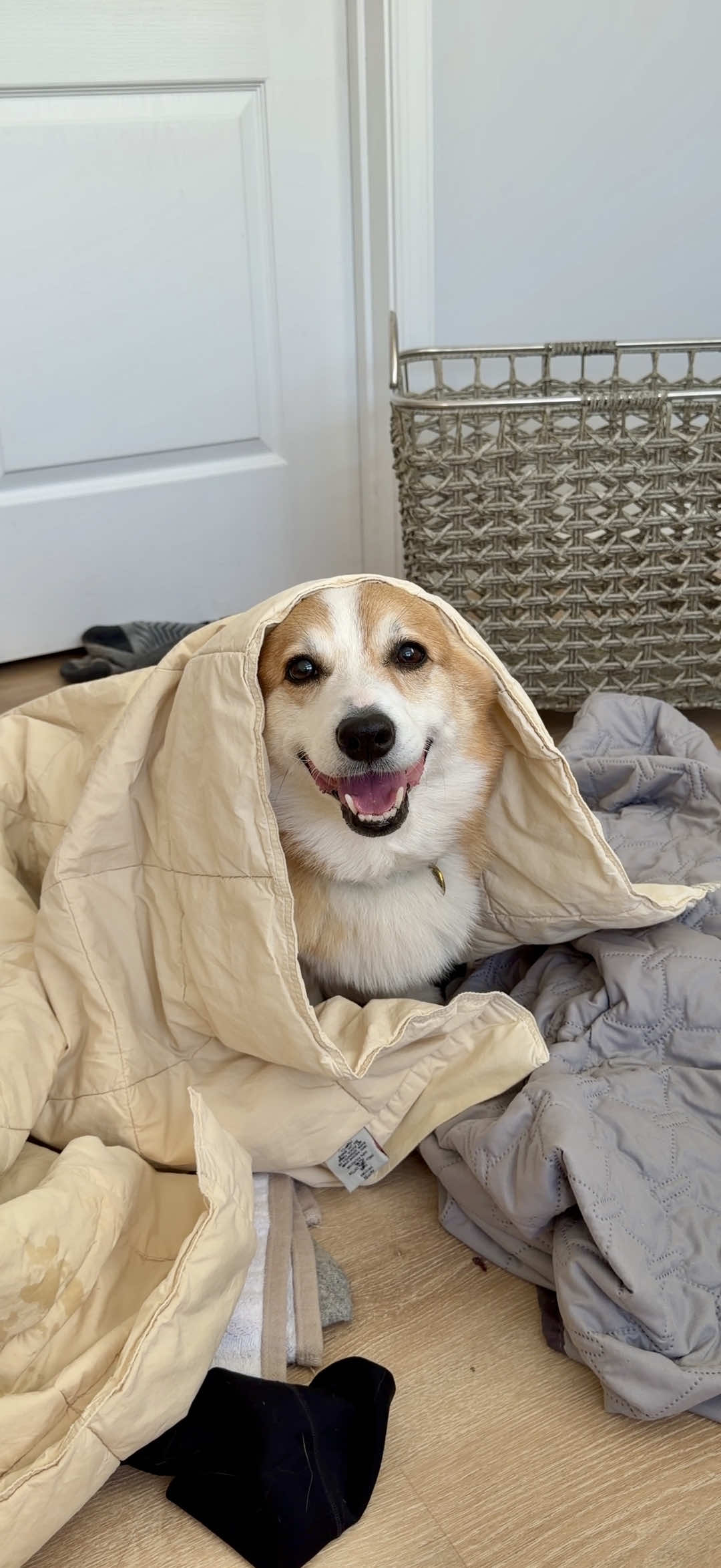 @Hammy & Olivia Corgi