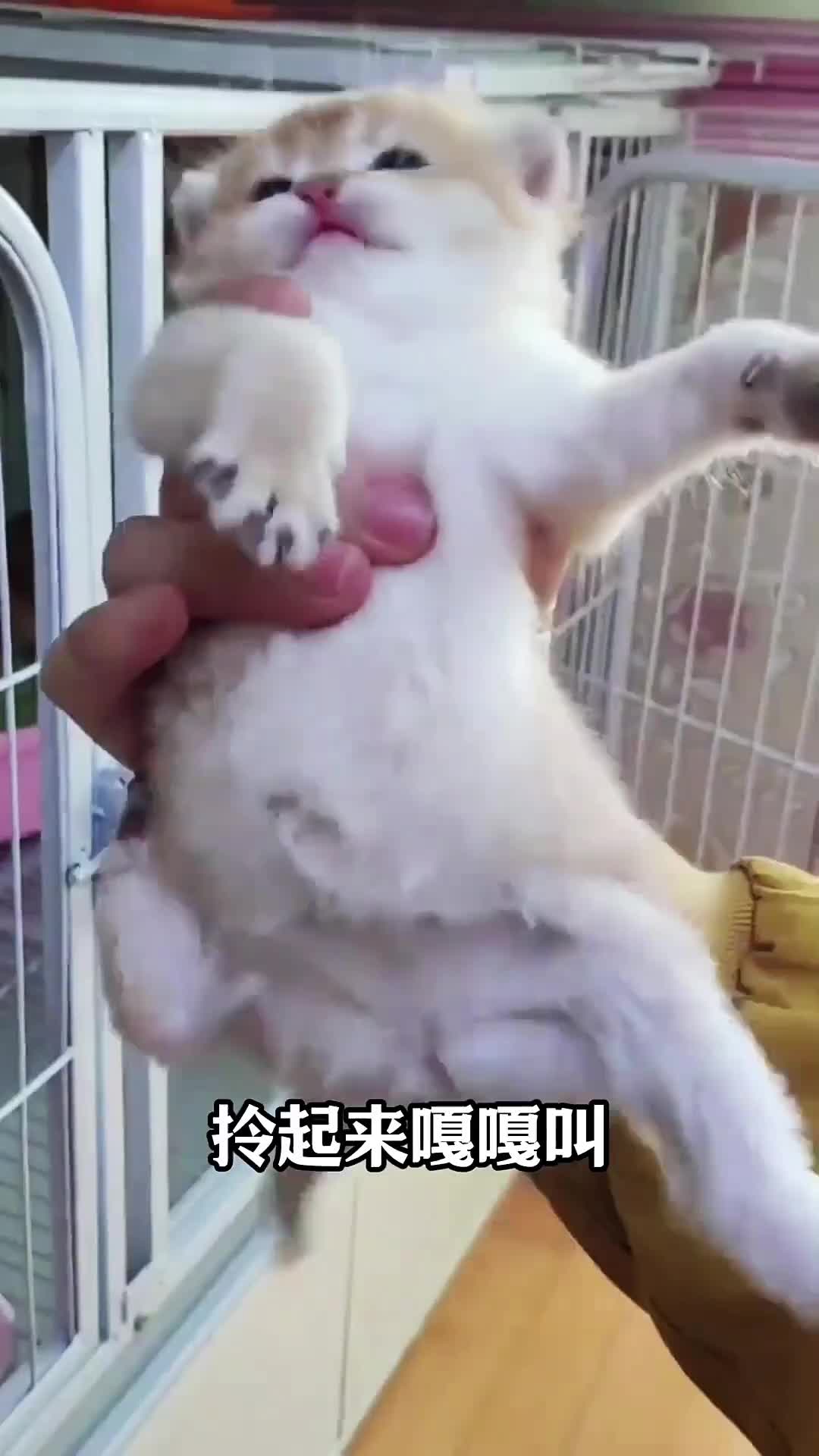 @寵物批發零售(一手批發,零售)