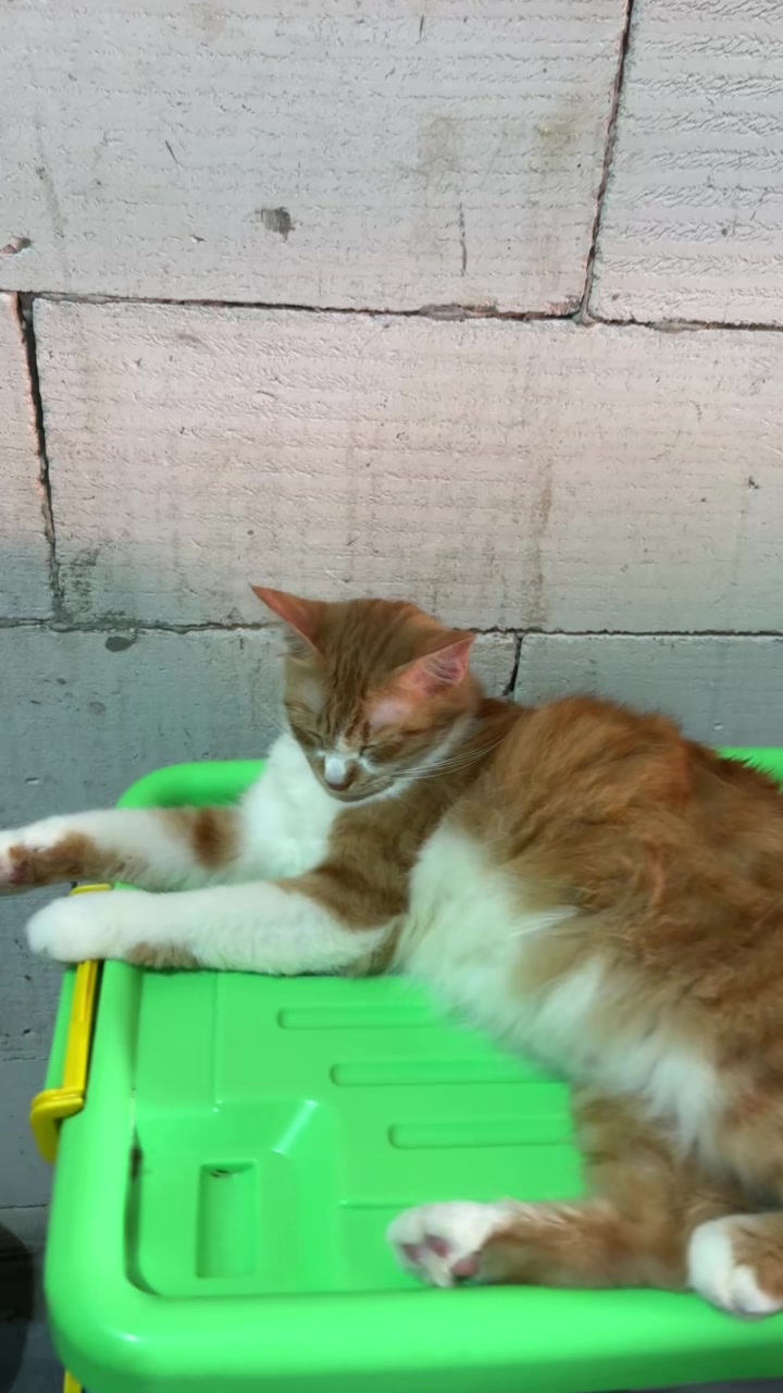 @BUMI ANABUL😺