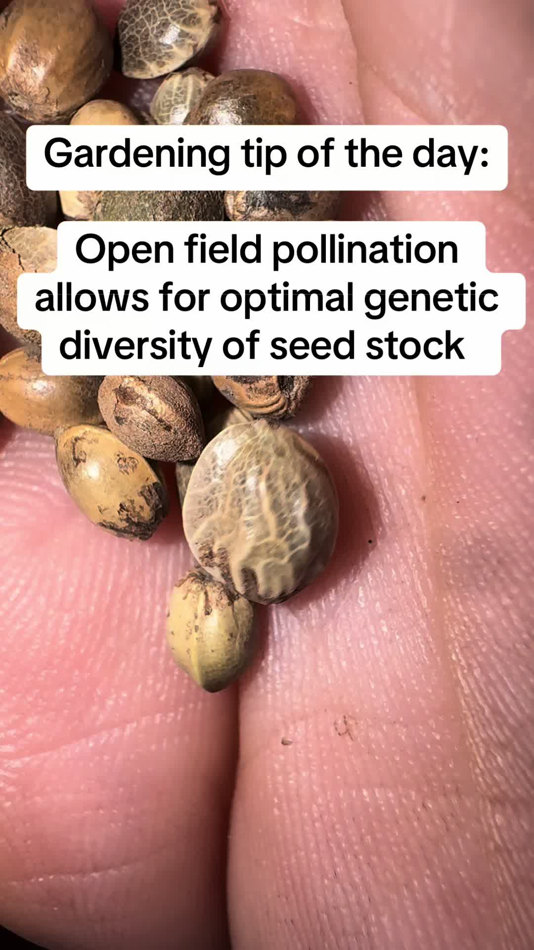 @SEEDTIVA