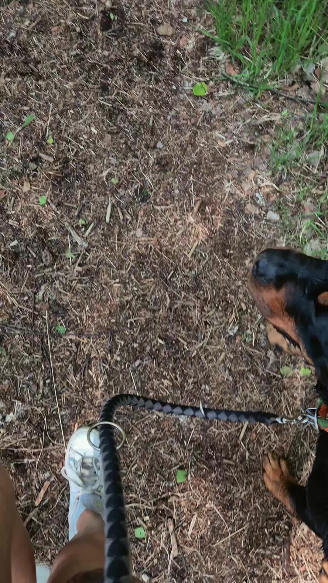 @Rottweilerlove❤️