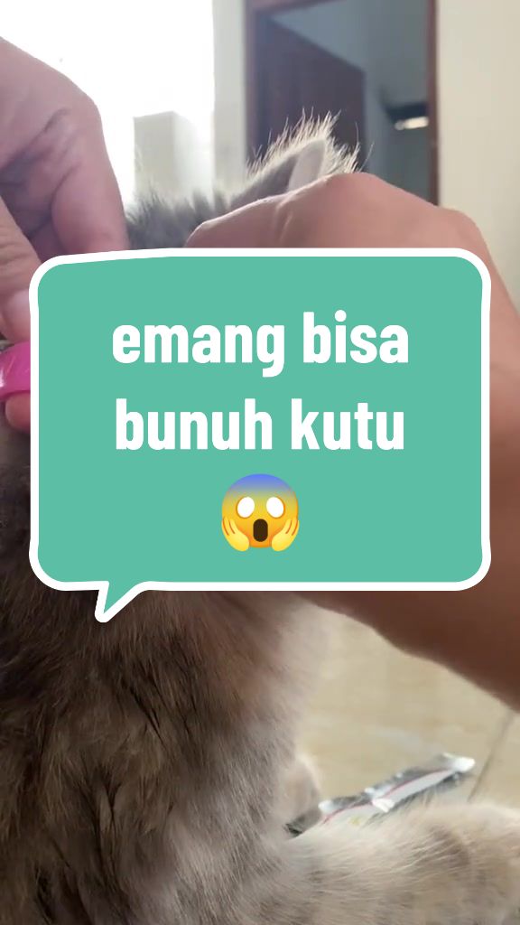 @Rich.id Petshop