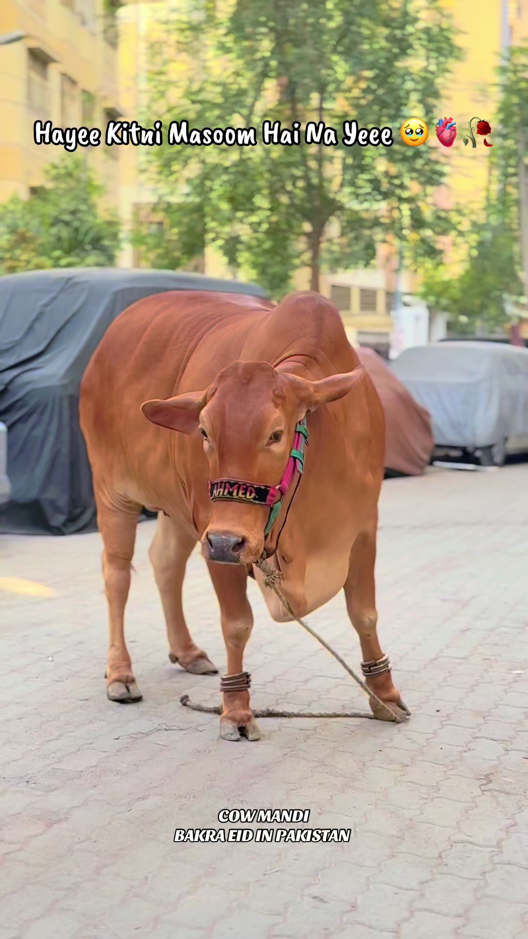 @COW MANDI (BEIP)❤️