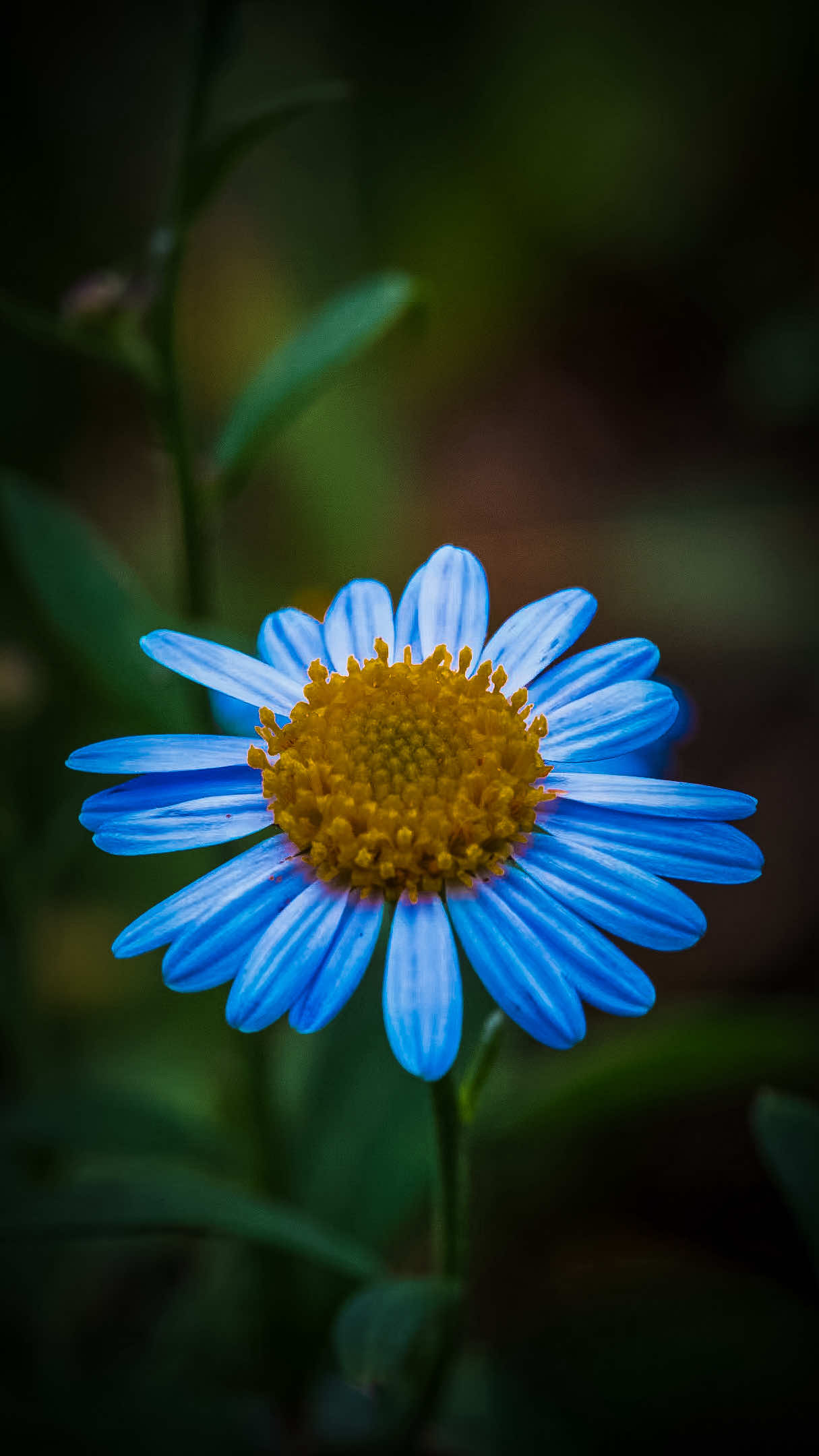 @𝑻𝒂̂𝒏 𝑻𝒉𝒊