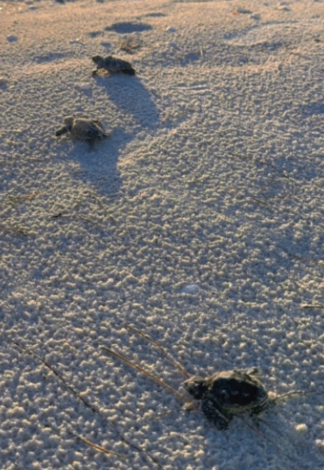 @Southwest Florida Shelling