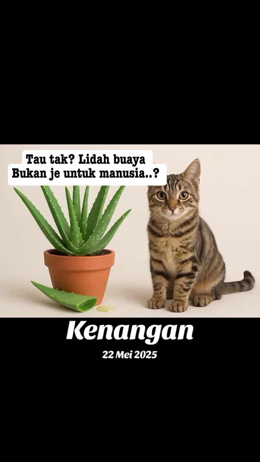 @Pecinta Kucing