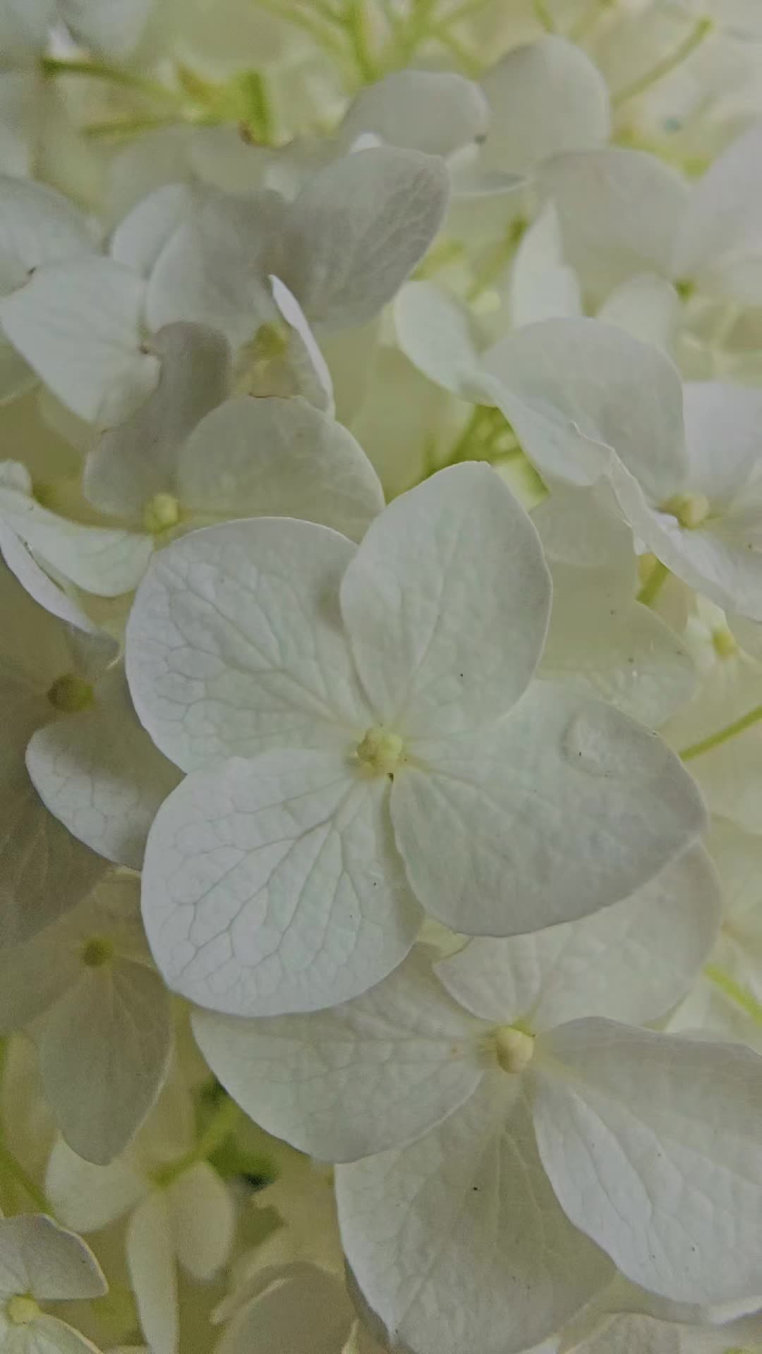 @๐ฝ๐๐๐๐๐.