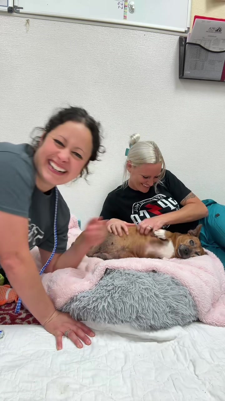 @2vettechs