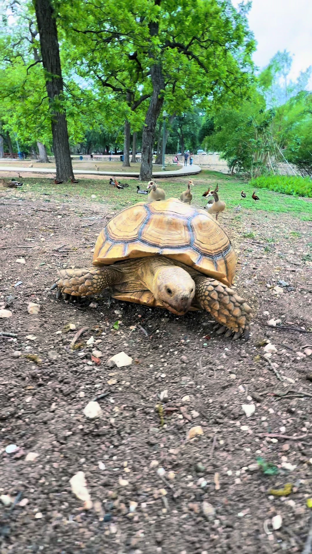 @OtisTheTortoise