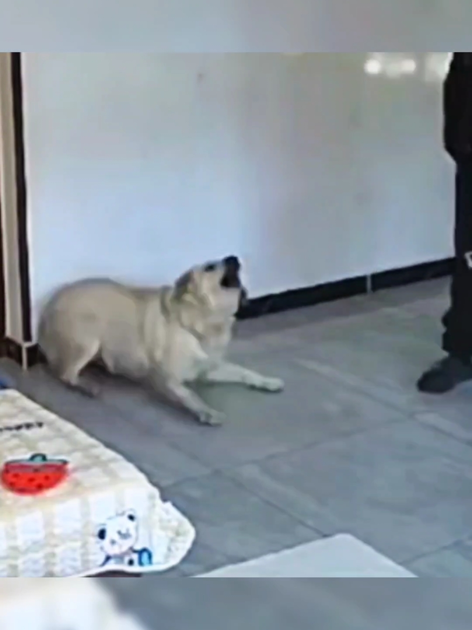 @videos animals funny