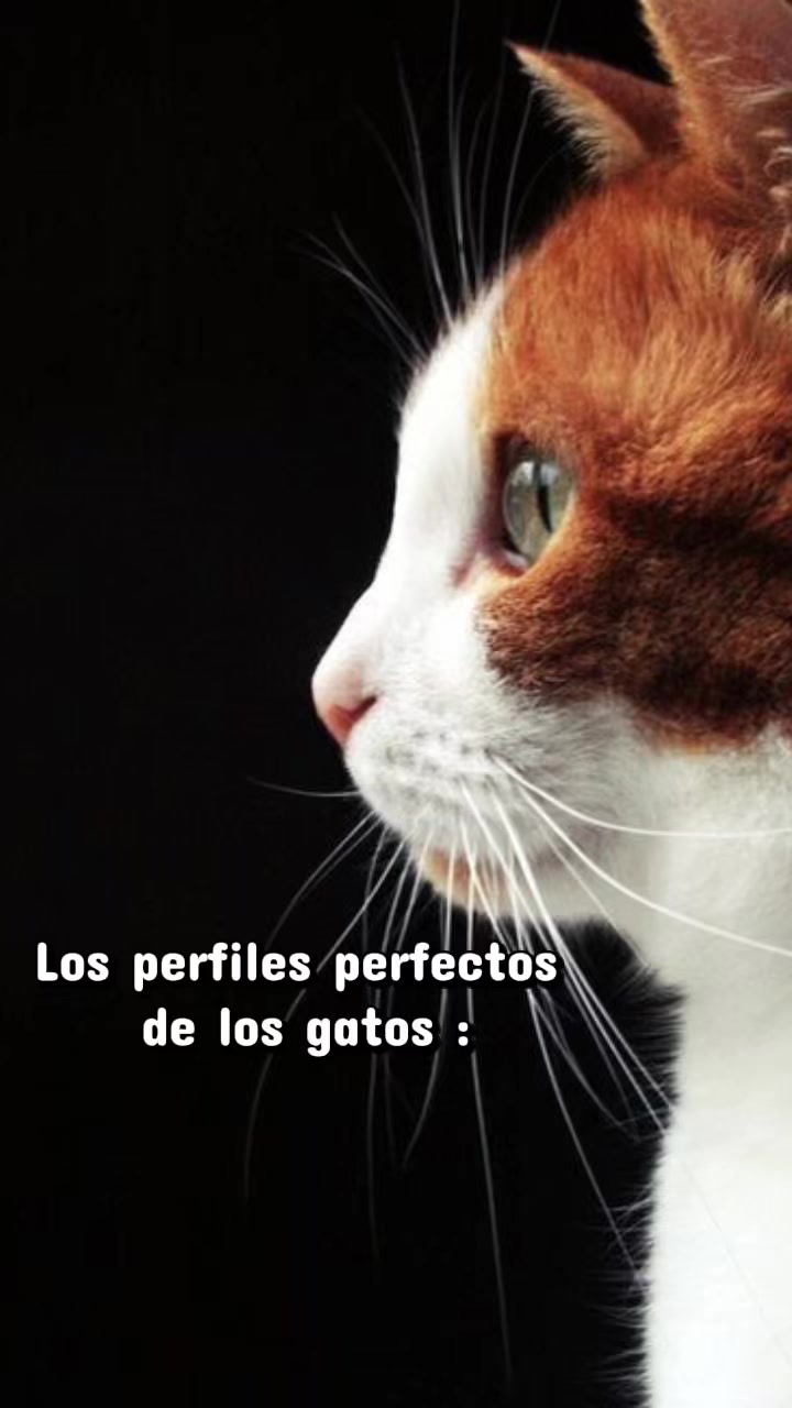 @Magaly SD