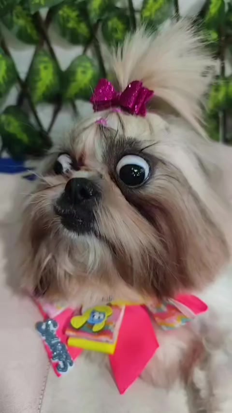 @Dog Ville Petcare