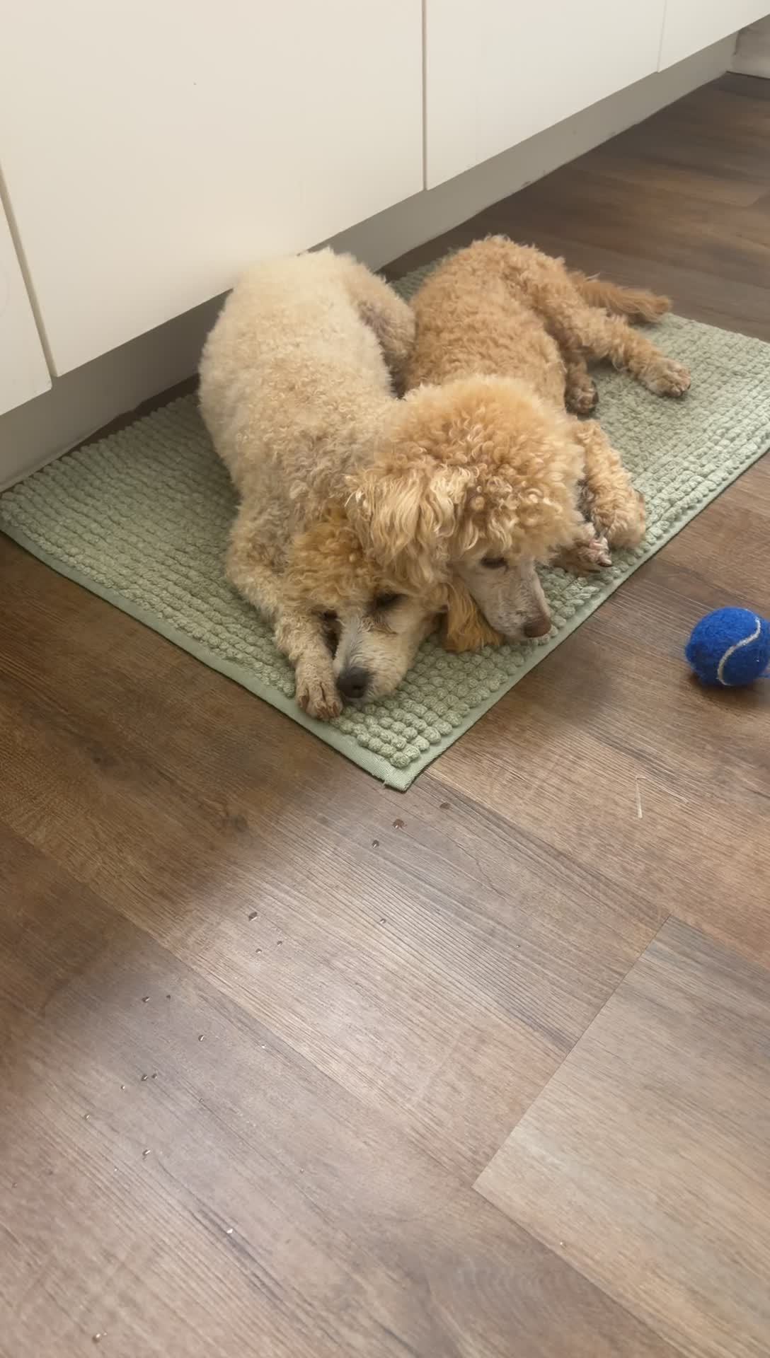 @Winnie the Poodle 🍯