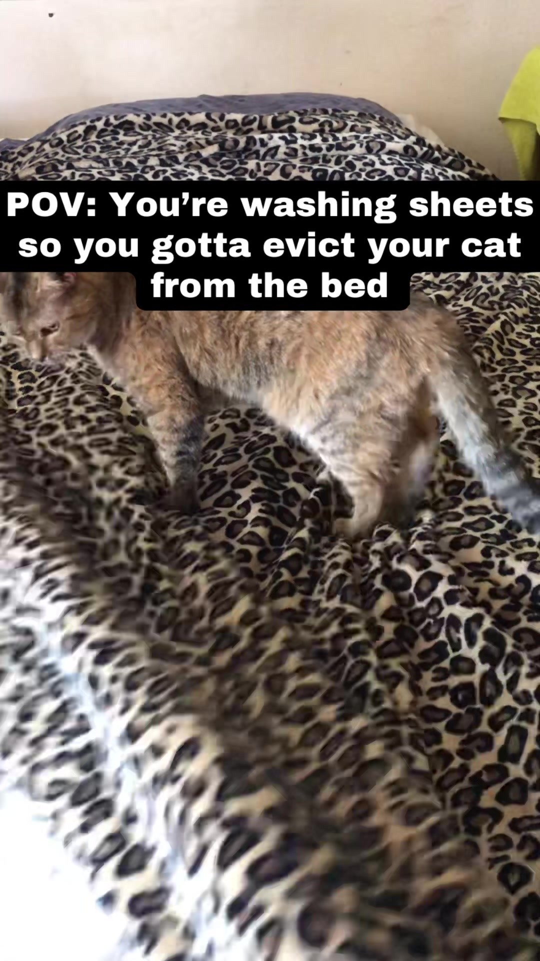 @AgileRabbit3127