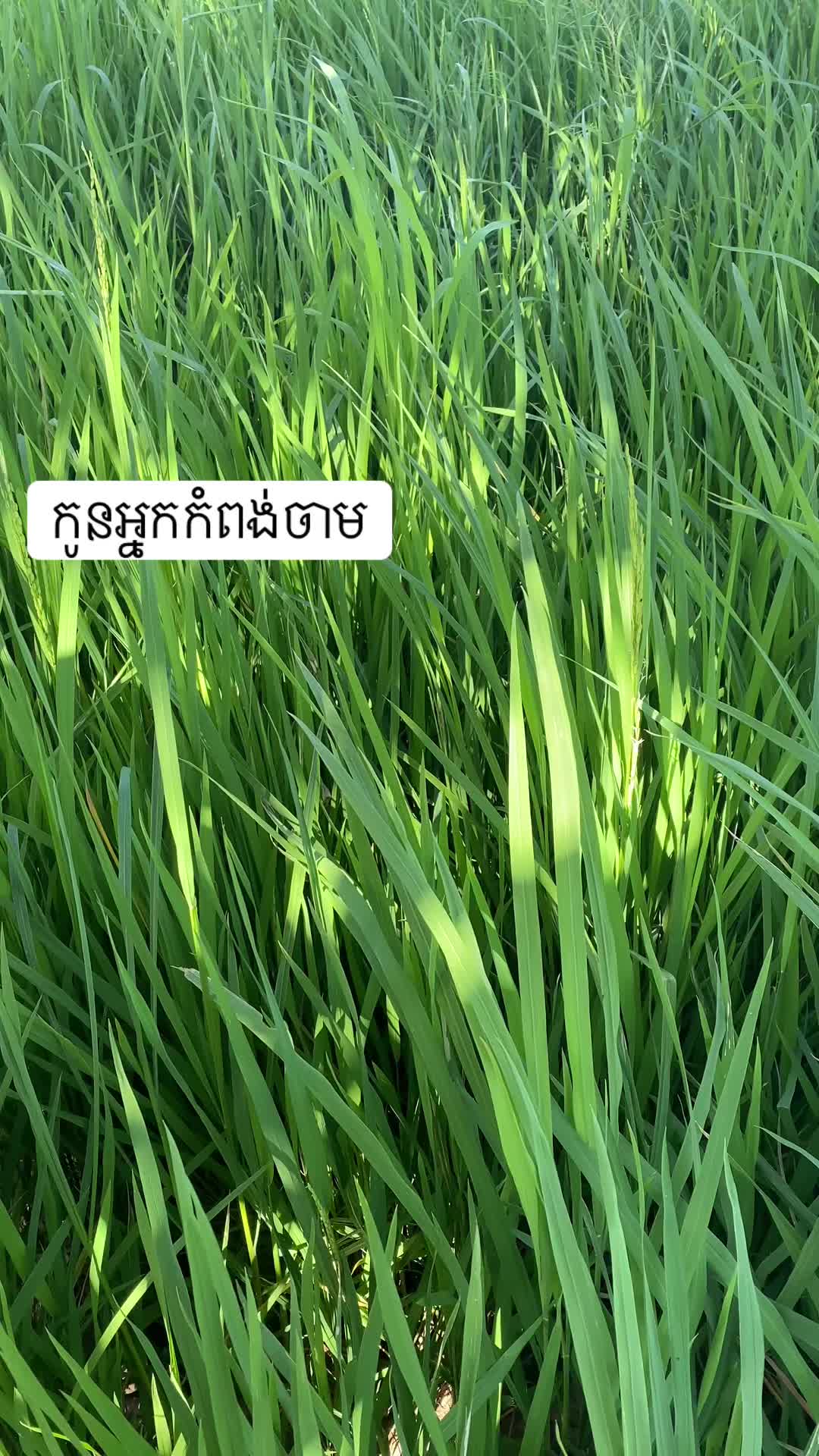 @Pu Vuth ๐ฐ๐ญ๐ฐ๐ท