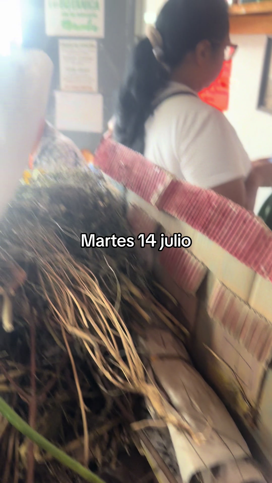 @vanessa plantas