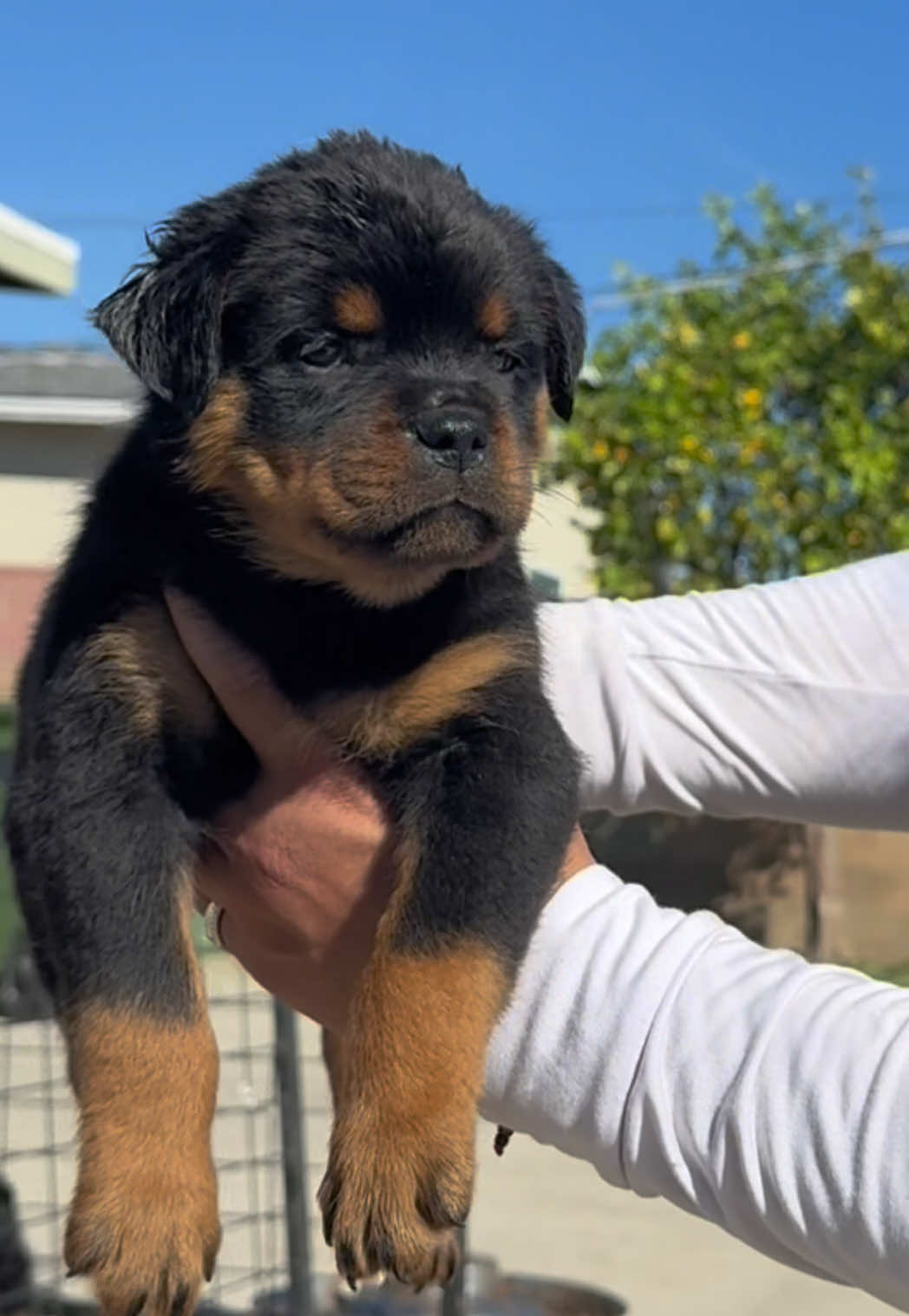 @King Rottweilers Kennel