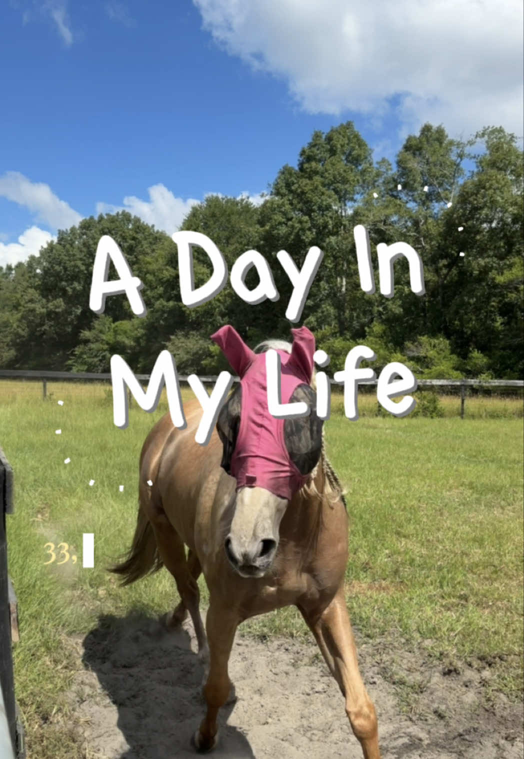 @corderoequine