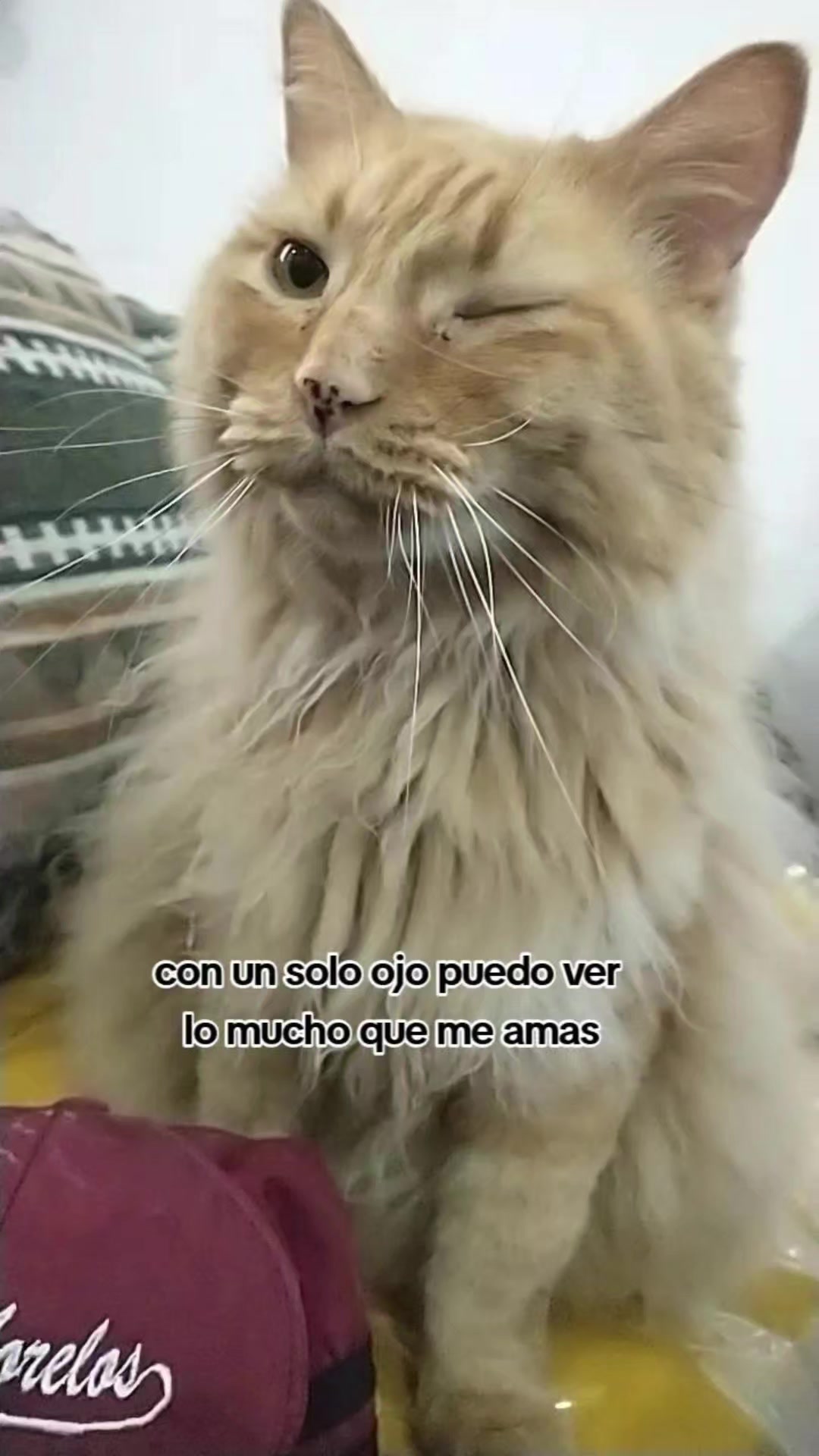 @petuchis