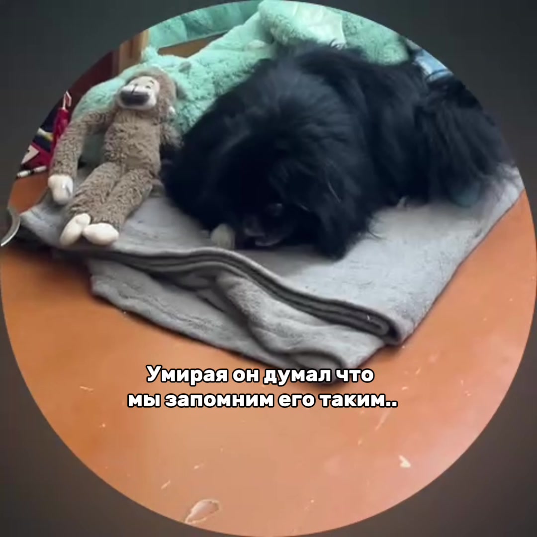 @♰котёнок♰