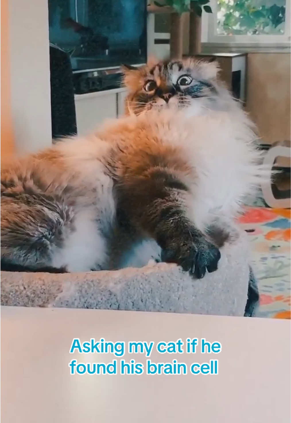 @My Cat Is People 🇨🇦