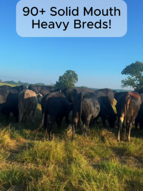 @Rutherford Land and Cattle
