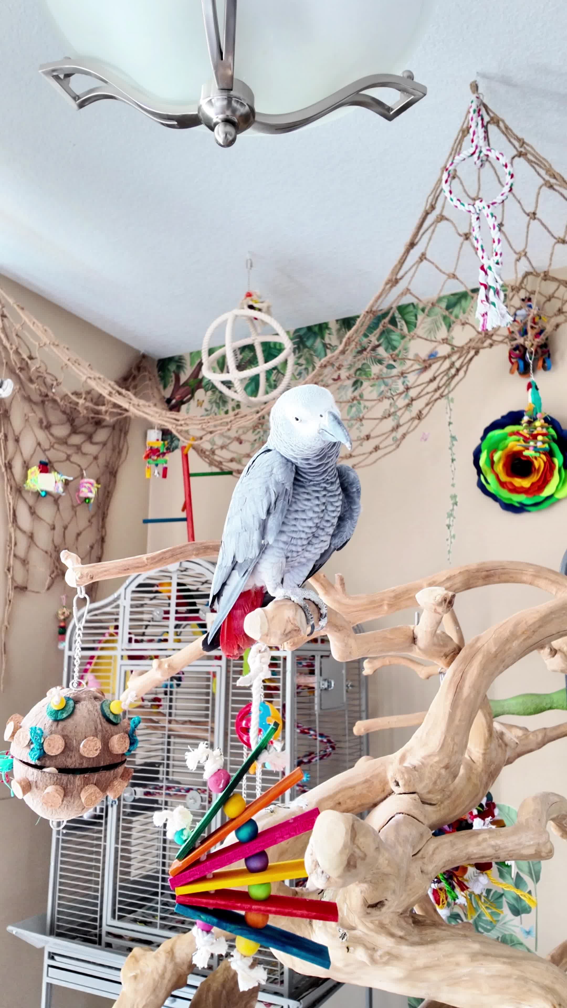 @Gizmo The Grey Bird
