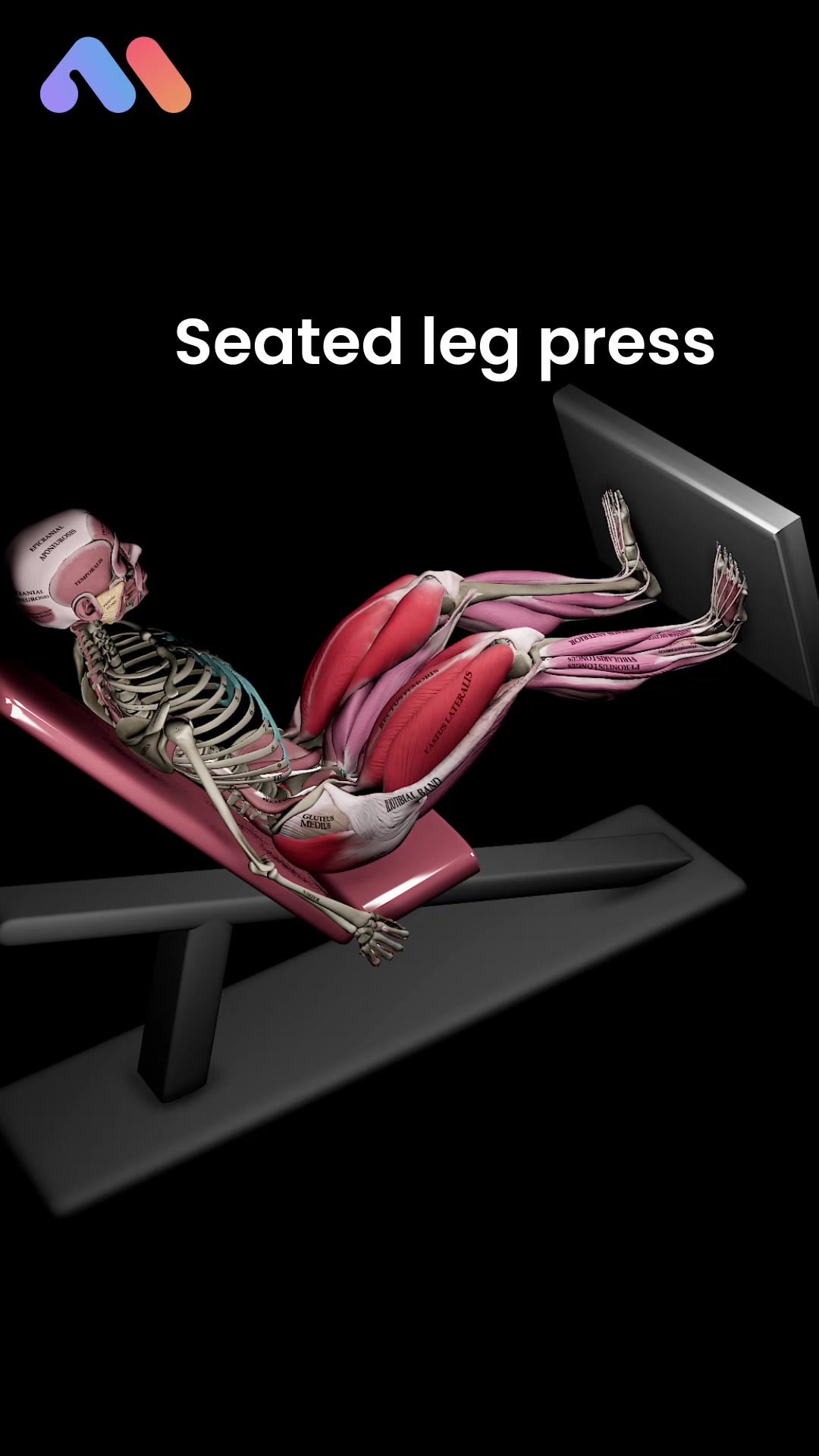 @Muscle & Motion