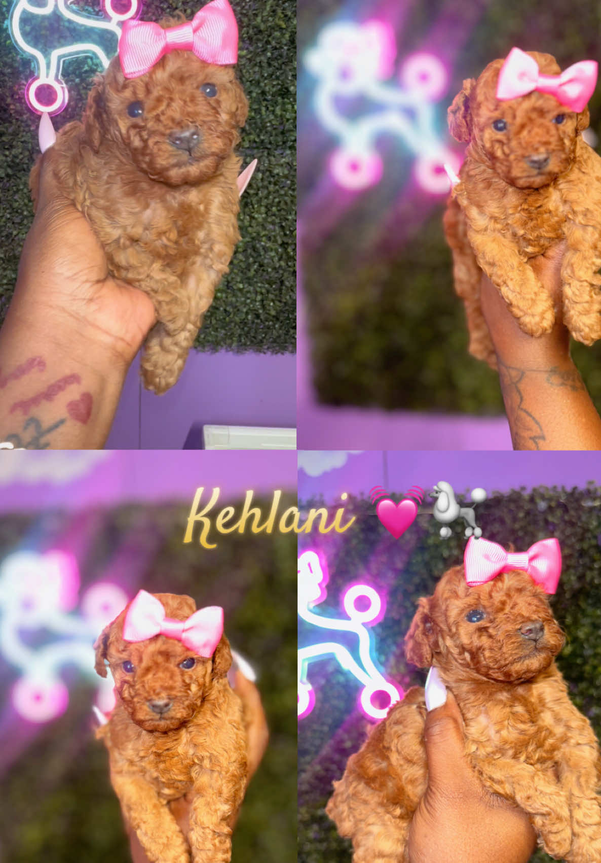 @Dog Lady