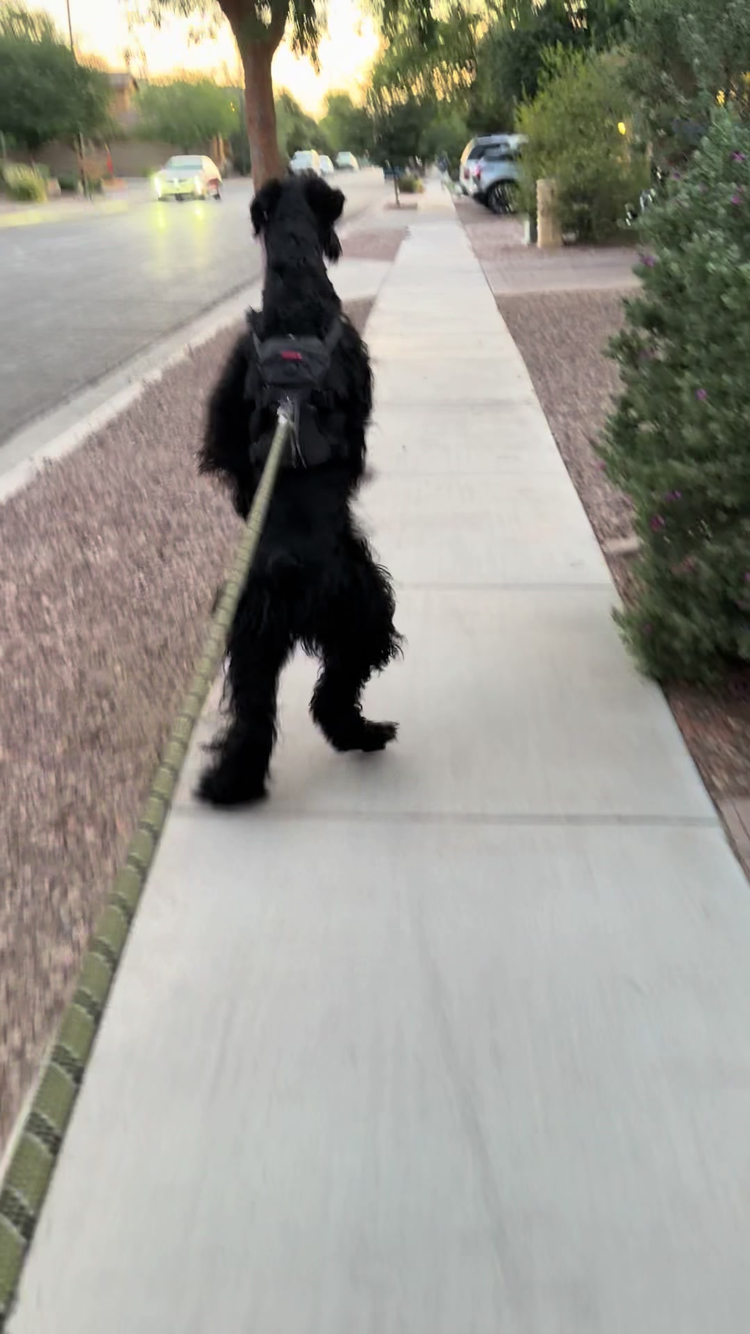 @Fiona Walks